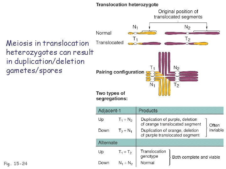 Meiosis in translocation heterozygotes can result in duplication/deletion gametes/spores Fig. 15 -24 