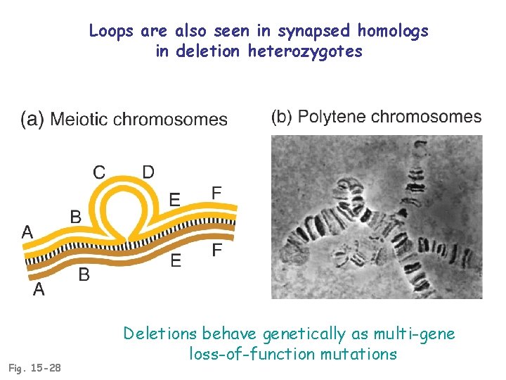Loops are also seen in synapsed homologs in deletion heterozygotes Fig. 15 -28 Deletions