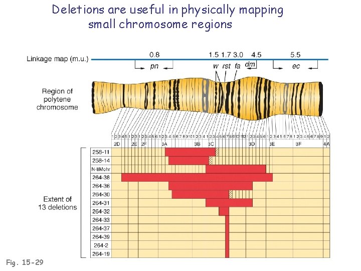 Deletions are useful in physically mapping small chromosome regions Fig. 15 -29 