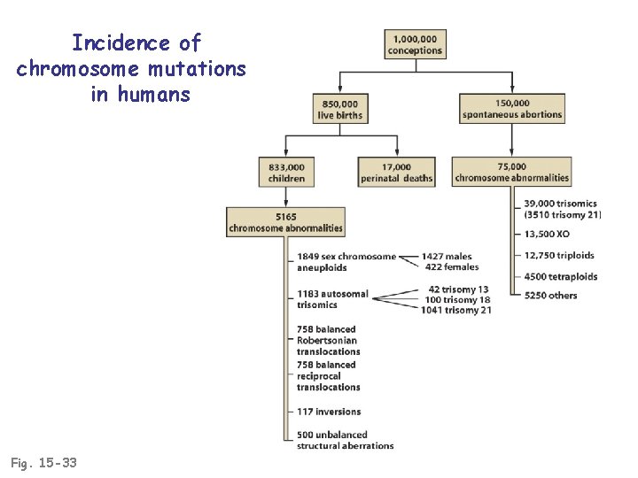 Incidence of chromosome mutations in humans Fig. 15 -33 