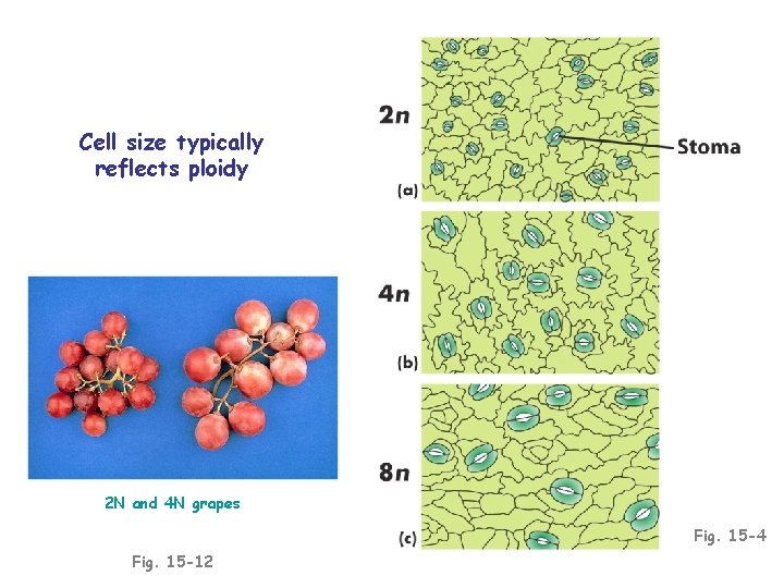 Cell size typically reflects ploidy 2 N and 4 N grapes Fig. 15 -4