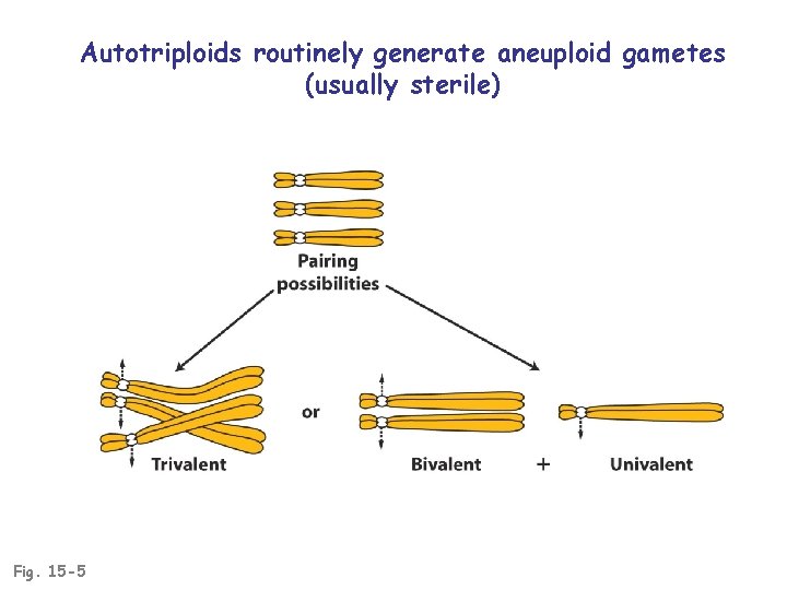 Autotriploids routinely generate aneuploid gametes (usually sterile) Fig. 15 -5 