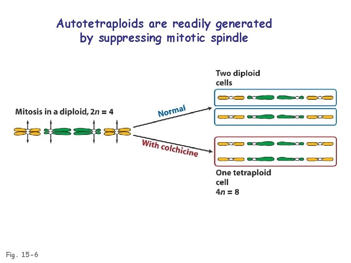 Autotetraploids are readily generated by suppressing mitotic spindle Fig. 15 -6 