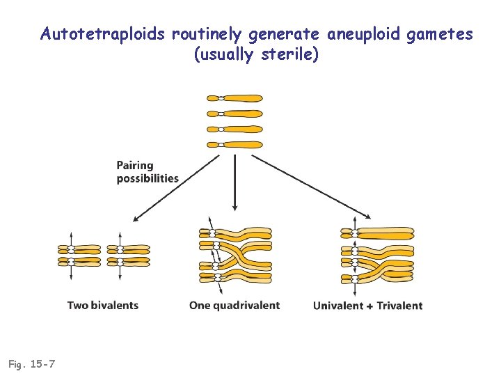 Autotetraploids routinely generate aneuploid gametes (usually sterile) Fig. 15 -7 