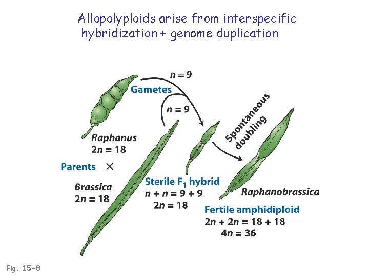 Allopolyploids arise from interspecific hybridization + genome duplication Fig. 15 -8 