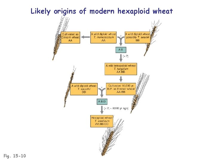 Likely origins of modern hexaploid wheat Fig. 15 -10 