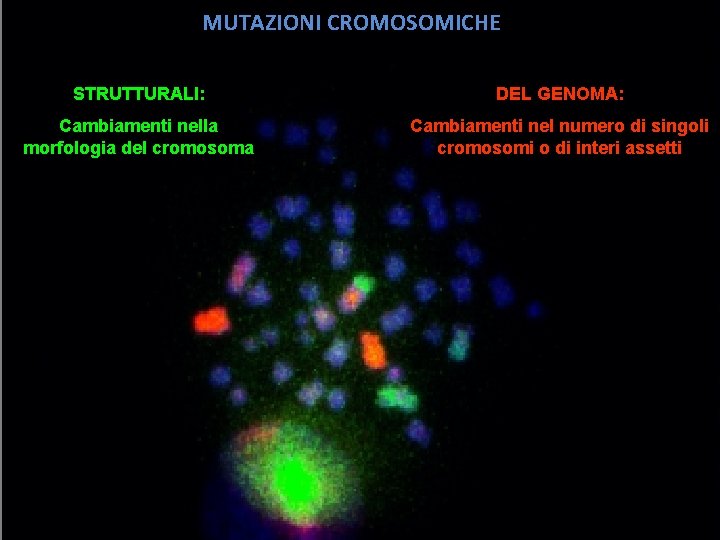 MUTAZIONI CROMOSOMICHE STRUTTURALI: DEL GENOMA: Cambiamenti nella morfologia del cromosoma Cambiamenti nel numero di