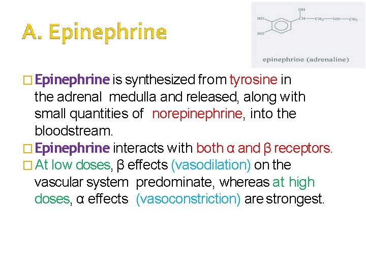 � Epinephrine is synthesized from tyrosine in the adrenal medulla and released, along with