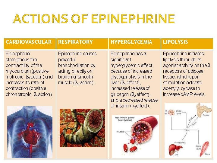 CARDIOVASCULAR RESPIRATORY HYPERGLYCEMIA LIPOLYSIS Epinephrine strengthens the contractility of the myocardium (positive inotropic: β