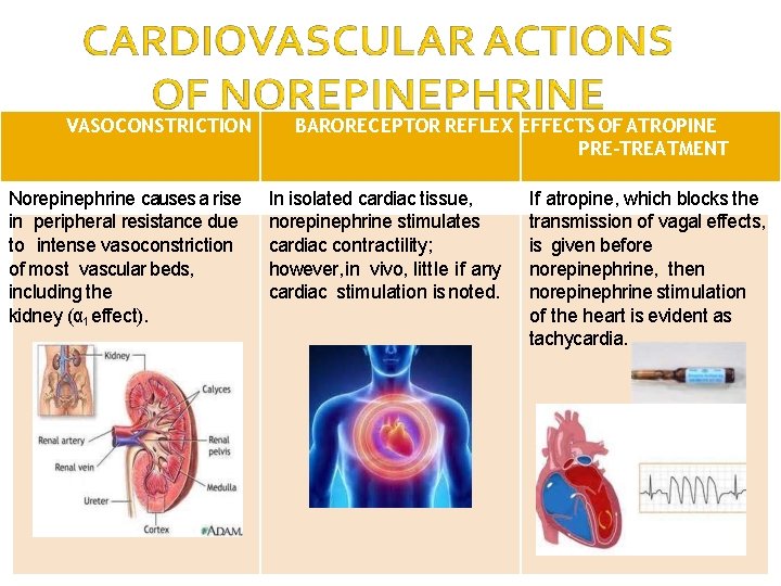 VASOCONSTRICTION Norepinephrine causes a rise in peripheral resistance due to intense vasoconstriction of most