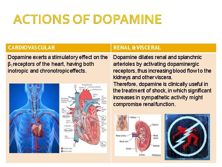 CARDIOVASCULAR RENAL & VISCERAL Dopamine exerts a stimulatory effect on the Dopamine dilates renal