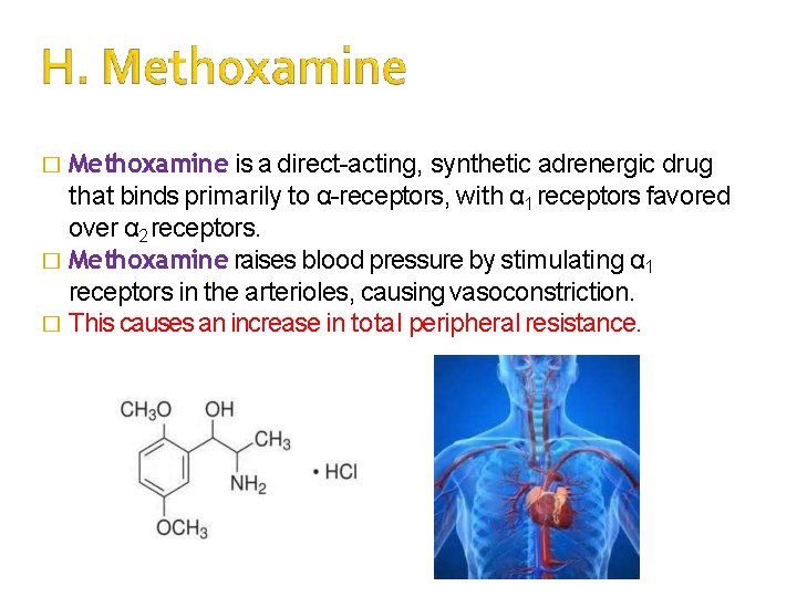 � Methoxamine is a direct-acting, synthetic adrenergic drug that binds primarily to α-receptors, with