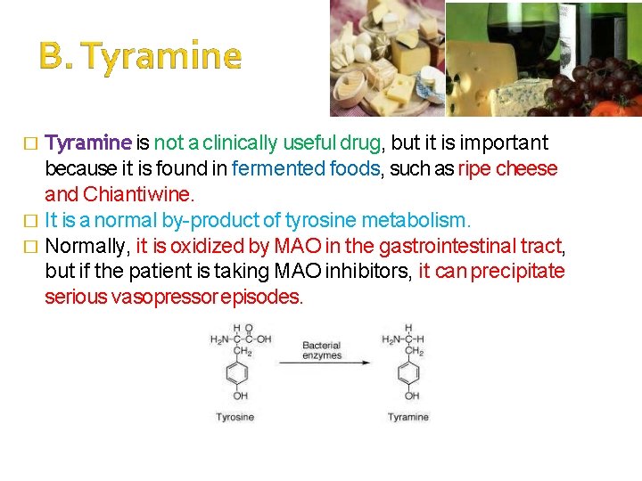 � Tyramine is not a clinically useful drug, but it is important because it