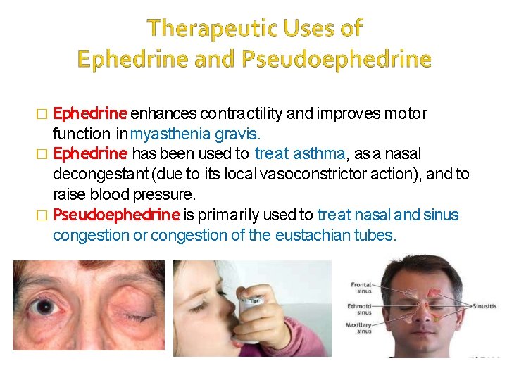 � Ephedrine enhances contractility and improves motor function in myasthenia gravis. � Ephedrine has