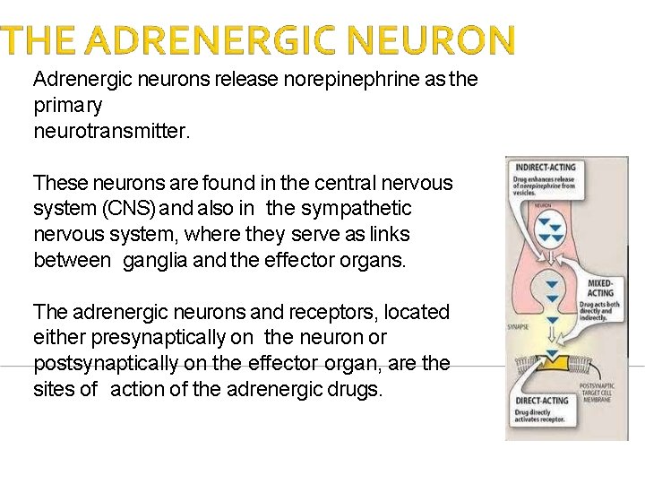Adrenergic neurons release norepinephrine as the primary neurotransmitter. These neurons are found in the