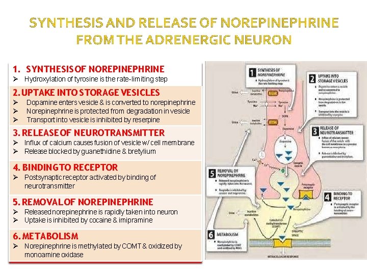 1. SYNTHESIS OF NOREPINEPHRINE Hydroxylation of tyrosine is the rate-limiting step 2. UPTAKE INTO