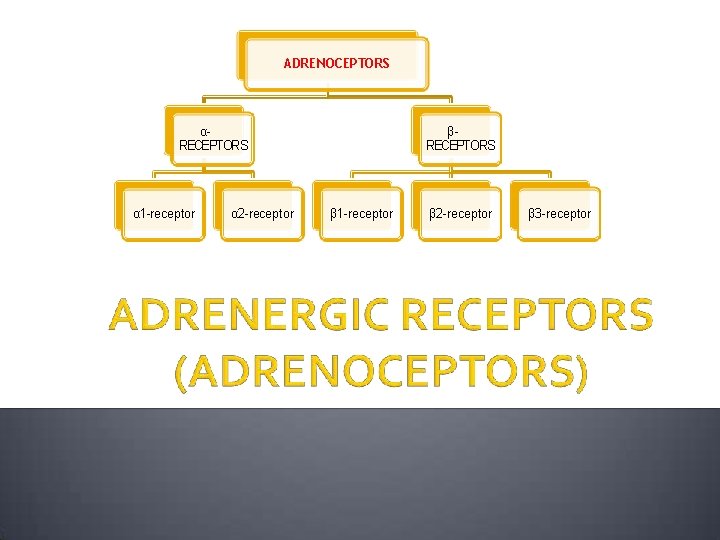 AD RENOCEPTORS αRECEPTORS α 1 -receptor α 2 -recept or βRECEPTORS β 1 -receptor