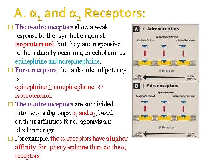 � The α-adrenoceptors show a weak response to the synthetic agonist isoproterenol, but they