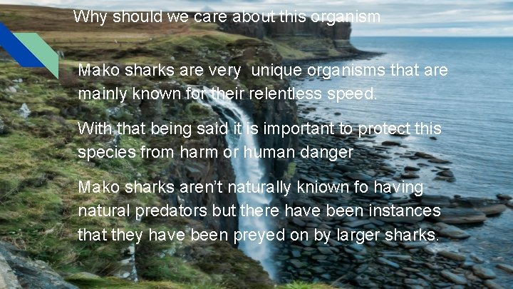 Why should we care about this organism Mako sharks are very unique organisms that Why should we care about this organism Mako sharks are very unique organisms that