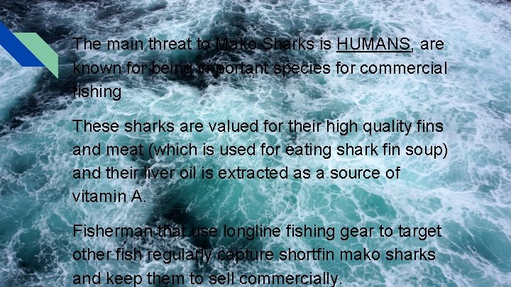 The main threat to Mako Sharks is HUMANS, are known for being important species The main threat to Mako Sharks is HUMANS, are known for being important species
