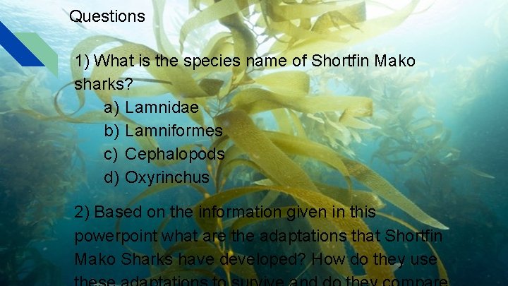 Questions 1) What is the species name of Shortfin Mako sharks? a) Lamnidae b) Questions 1) What is the species name of Shortfin Mako sharks? a) Lamnidae b)