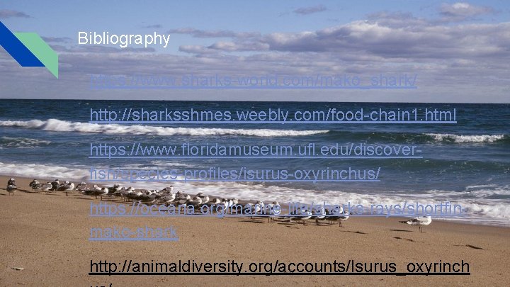 Bibliography https: //www. sharks-world. com/mako_shark/ http: //sharksshmes. weebly. com/food-chain 1. html https: //www. floridamuseum. Bibliography https: //www. sharks-world. com/mako_shark/ http: //sharksshmes. weebly. com/food-chain 1. html https: //www. floridamuseum.