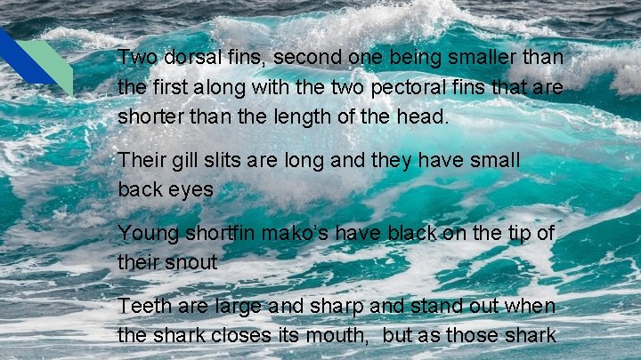 Two dorsal fins, second one being smaller than the first along with the two Two dorsal fins, second one being smaller than the first along with the two