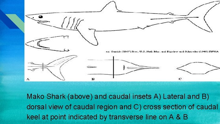 Mako Shark (above) and caudal insets A) Lateral and B) dorsal view of caudal Mako Shark (above) and caudal insets A) Lateral and B) dorsal view of caudal