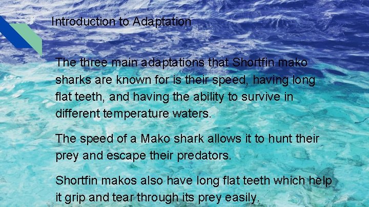 Introduction to Adaptation The three main adaptations that Shortfin mako sharks are known for Introduction to Adaptation The three main adaptations that Shortfin mako sharks are known for
