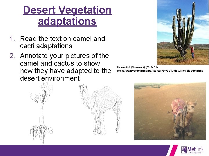 Desert Vegetation adaptations 1. Read the text on camel and cacti adaptations 2. Annotate