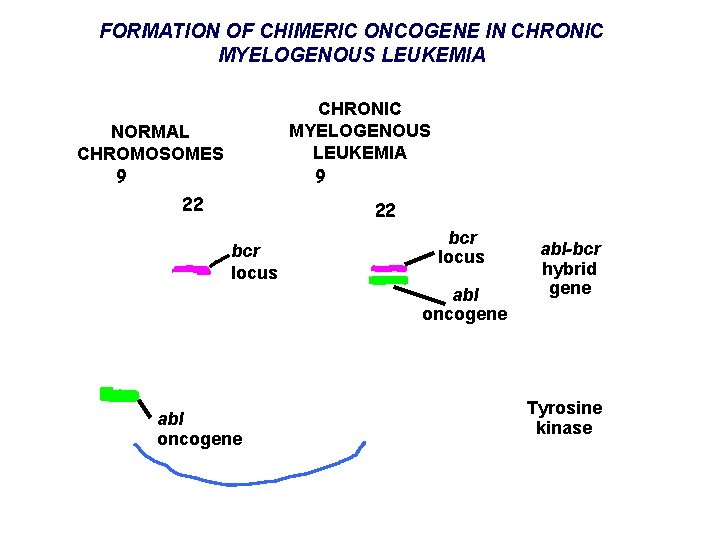 FORMATION OF CHIMERIC ONCOGENE IN CHRONIC MYELOGENOUS LEUKEMIA 9 NORMAL CHROMOSOMES 9 22 22