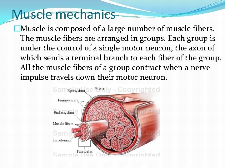 Muscle mechanics �Muscle is composed of a large number of muscle fibers. The muscle