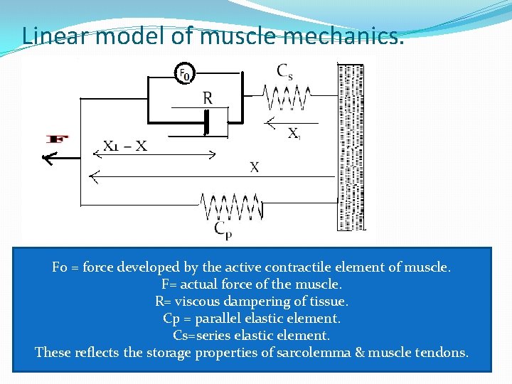 Linear model of muscle mechanics. F 0 = force developed by the active contractile