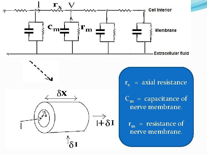 rx = axial resistance Cm = capacitance of nerve membrane. rm = resistance of