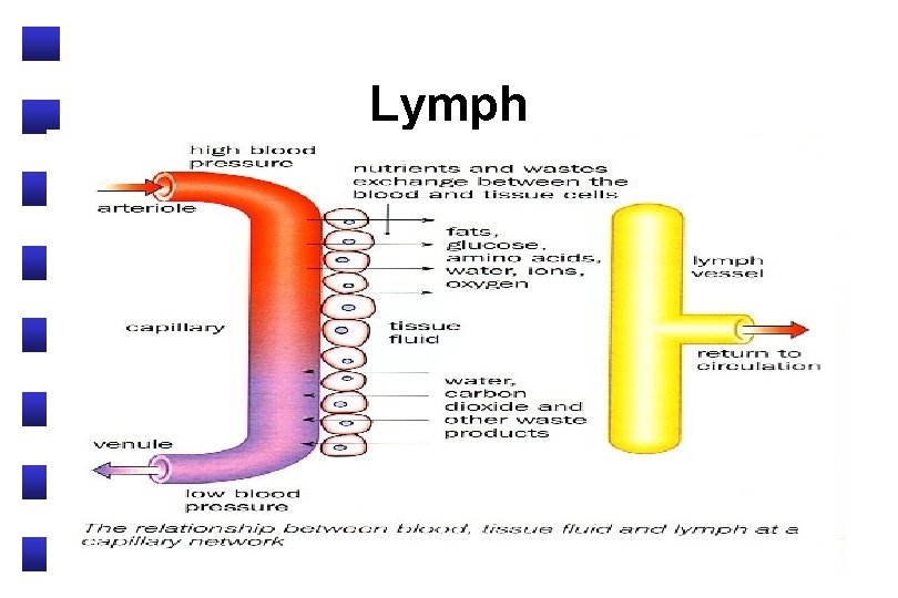 Lymph 