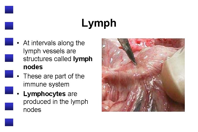 Lymph • At intervals along the lymph vessels are structures called lymph nodes •