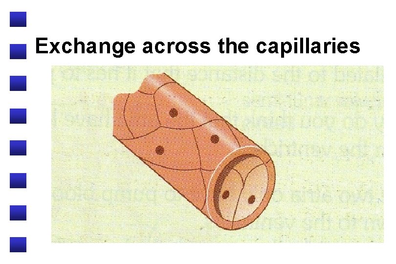 Exchange across the capillaries 