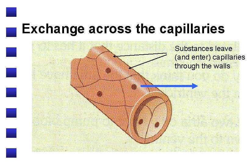 Exchange across the capillaries Substances leave (and enter) capillaries through the walls 
