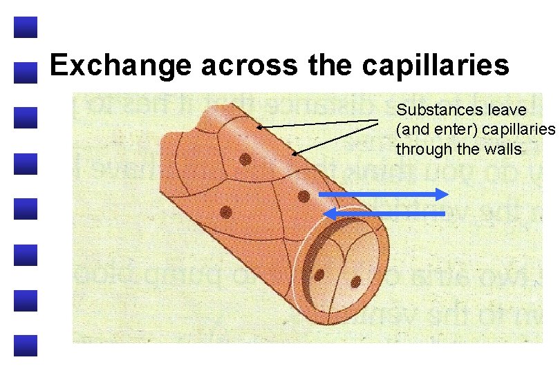 Exchange across the capillaries Substances leave (and enter) capillaries through the walls 