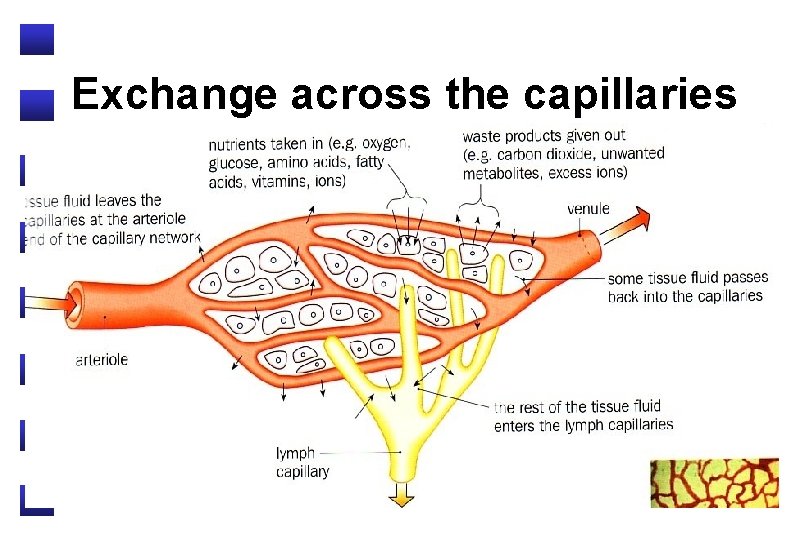 Exchange across the capillaries 