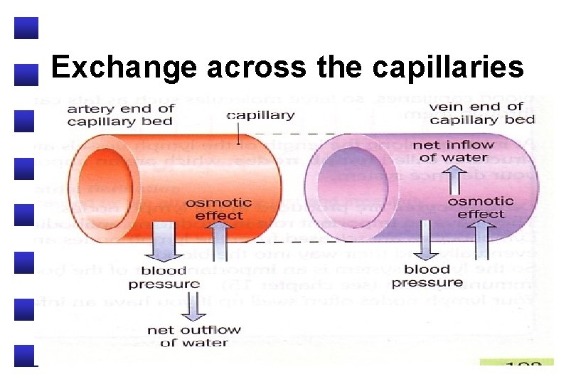 Exchange across the capillaries 