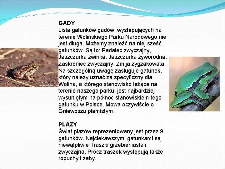 GADY Lista gatunków gadów, występujących na terenie Wolińskiego Parku Narodowego nie jest długa. Możemy