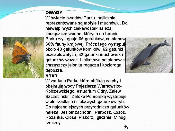 OWADY W świecie owadów Parku, najliczniej reprezentowane są motyle i muchówki. Do niewątpliwych ciekawostek