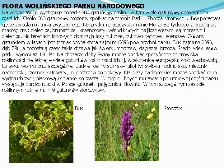 FLORA WOLIŃSKIEGO PARKU NARODOWEGO Na wyspie Wolin występuje ponad 1300 gatunków roślin, w tym