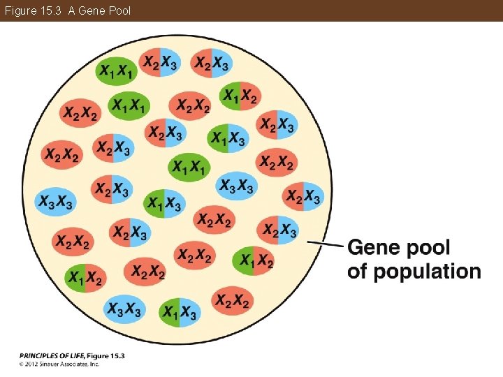 Figure 15. 3 A Gene Pool 