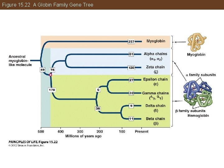 Figure 15. 22 A Globin Family Gene Tree 