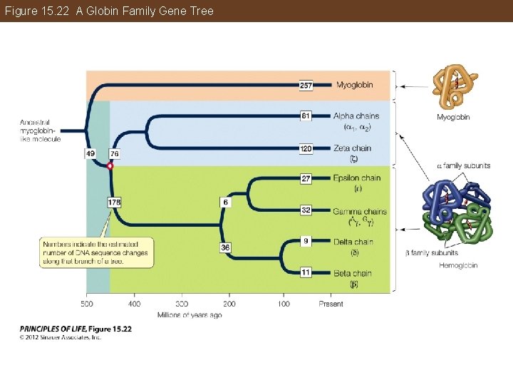 Figure 15. 22 A Globin Family Gene Tree 