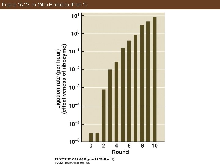 Figure 15. 23 In Vitro Evolution (Part 1) 