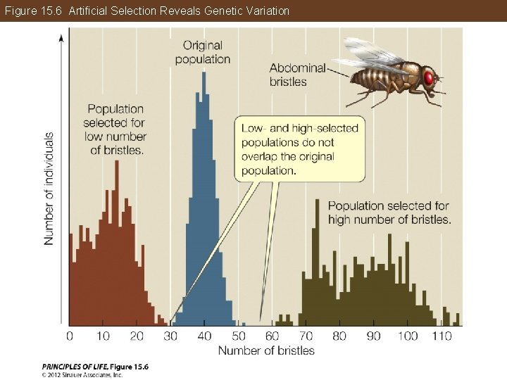 Figure 15. 6 Artificial Selection Reveals Genetic Variation 