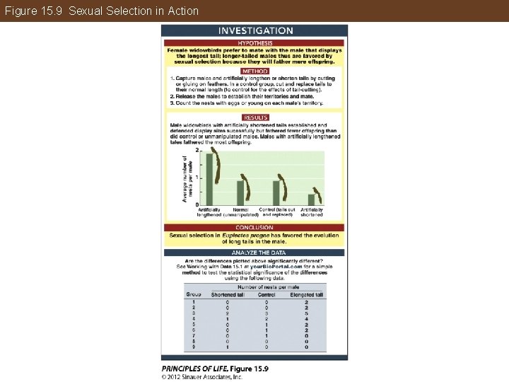 Figure 15. 9 Sexual Selection in Action 